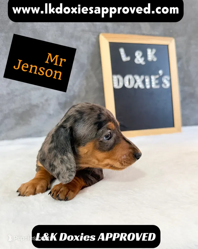 Mr Jenson 💙 – Miniature Dachshund puppy for sale in Arapahoe, CO
