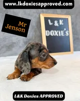 Mr Jenson 💙, a male Miniature Dachshund for sale in Arapahoe, CO – 3 of 10