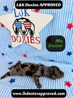 Mr Jaxson, a male Miniature Dachshund for sale in Arapahoe, CO – 9 of 10