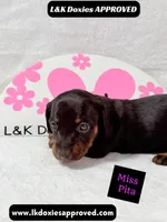 Miss Pita call 785-821-1920, a female Miniature Dachshund for sale in Arapahoe, CO – 9 of 10