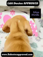 Miss Minki, a female Miniature Dachshund for sale in Arapahoe, CO – 7 of 10