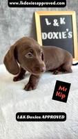 Mr. Kip 785-821-1920 SH, a male Miniature Dachshund for sale in Arapahoe, CO – 5 of 10
