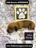 Miss Gerdi SH NO Dapple genes, a female Miniature Dachshund for sale in Arapahoe, CO – 2 of 10
