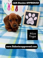 Miss Toga , a female Miniature Dachshund for sale in Arapahoe, CO – 2 of 10