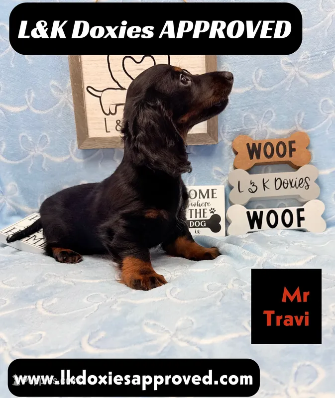 Mr Travi Blk NO AKC  – Miniature Dachshund puppy for sale in Arapahoe, CO