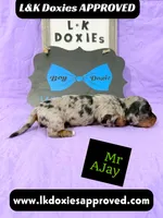 Mr AJay 785-821-1920, a male Miniature Dachshund for sale in Arapahoe, CO – 6 of 10