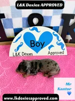 Mr Kantor 785-821-1920, a male Miniature Dachshund for sale in Arapahoe, CO – 7 of 10
