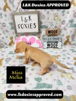 Miss Melia, a female Miniature Dachshund for sale in Arapahoe, CO – 6 of 10