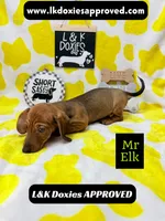 Mr Elk NON DAPPLE GUY, a male Miniature Dachshund for sale in Arapahoe, CO – 3 of 10