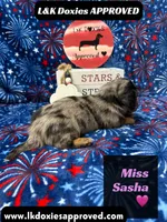Miss Sasha , a female Miniature Dachshund for sale in Arapahoe, CO – 9 of 10