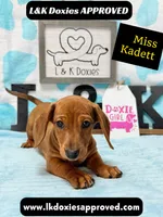 Miss Kadett 785-821-1920, a female Miniature Dachshund for sale in Arapahoe, CO – 3 of 10