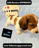 Mr Sphynx 795-821-1920 LH, a male Miniature Dachshund for sale in Arapahoe, CO – 2 of 10