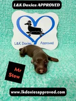 Mr Stew 785-821-1920, a male Miniature Dachshund for sale in Arapahoe, CO – 5 of 10