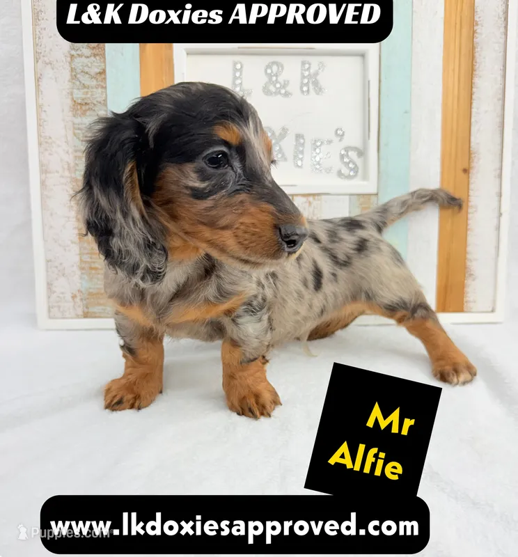 Mr Alfie 795-821-1920 – Miniature Dachshund puppy for sale in Arapahoe, CO
