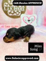Miss Song, a female Miniature Dachshund for sale in Arapahoe, CO – 8 of 10