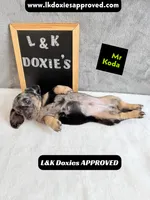 Mr Koda  785-821-1920 SH, a male Miniature Dachshund for sale in Arapahoe, CO – 10 of 10
