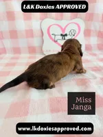 Miss Janga, a female Miniature Dachshund for sale in Arapahoe, CO – 4 of 10