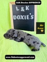 Mr Kase 785-821-1920 🩵, a male Miniature Dachshund for sale in Arapahoe, CO – 10 of 10