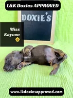 Miss Kaycee 785-821-1920, a female Miniature Dachshund for sale in Arapahoe, CO – 9 of 10