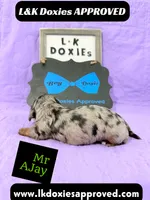 Mr AJay 785-821-1920, a male Miniature Dachshund for sale in Arapahoe, CO – 2 of 10