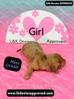Miss Grazie DAPPLE, a female Miniature Dachshund for sale in Arapahoe, CO – Photo 4 of 10