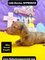 Miss Grazie DAPPLE, a female Miniature Dachshund for sale in Arapahoe, CO – Photo 3 of 5