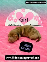 Miss Grazie DAPPLE, a female Miniature Dachshund for sale in Arapahoe, CO – Photo 1 of 10