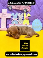 Miss Grazie DAPPLE, a female Miniature Dachshund for sale in Arapahoe, CO – Photo 2 of 5
