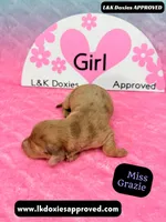 Miss Grazie DAPPLE, a female Miniature Dachshund for sale in Arapahoe, CO – Photo 5 of 10