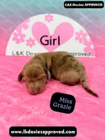 Miss Grazie DAPPLE, a female Miniature Dachshund for sale in Arapahoe, CO – Photo 2 of 10