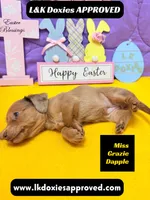 Miss Grazie DAPPLE, a female Miniature Dachshund for sale in Arapahoe, CO – Photo 4 of 5