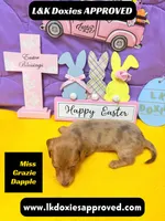 Miss Grazie DAPPLE, a female Miniature Dachshund for sale in Arapahoe, CO – Photo 5 of 5