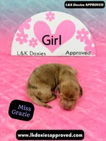 Miss Grazie DAPPLE, a female Miniature Dachshund for sale in Arapahoe, CO – Photo 7 of 10