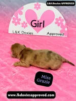 Miss Grazie DAPPLE, a female Miniature Dachshund for sale in Arapahoe, CO – Photo 9 of 10