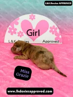 Miss Grazie DAPPLE, a female Miniature Dachshund for sale in Arapahoe, CO – Photo 6 of 10