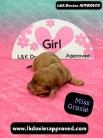 Miss Grazie DAPPLE, a female Miniature Dachshund for sale in Arapahoe, CO – Photo 3 of 10