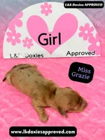 Miss Grazie DAPPLE, a female Miniature Dachshund for sale in Arapahoe, CO – Photo 10 of 10