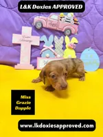 Miss Grazie DAPPLE, a female Miniature Dachshund for sale in Arapahoe, CO – Photo 1 of 5