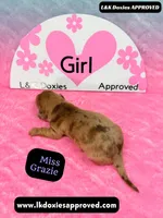 Miss Grazie DAPPLE, a female Miniature Dachshund for sale in Arapahoe, CO – Photo 8 of 10