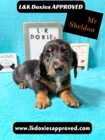 Mr Sheldon 785-821-1920, a male Miniature Dachshund for sale in Arapahoe, CO – 7 of 10