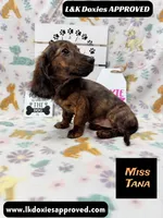 Miss Tana, a female Miniature Dachshund for sale in Arapahoe, CO – 3 of 10