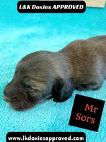 Mr Sors 785-821–1920 LH , a male Miniature Dachshund for sale in Arapahoe, CO – 6 of 10