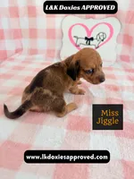 Miss Jiggle, a female Miniature Dachshund for sale in Arapahoe, CO – 6 of 9