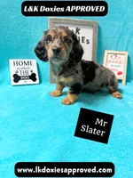 Mr Slater 785-821-1920 LH, a male Miniature Dachshund for sale in Arapahoe, CO – 10 of 10