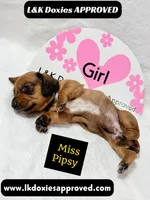 Miss Pipsy  text 785-821-1920 SH, a female Miniature Dachshund for sale in Arapahoe, CO – 6 of 9