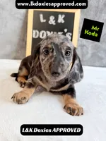Mr Koda  785-821-1920 SH, a male Miniature Dachshund for sale in Arapahoe, CO – 4 of 10