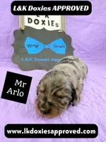 Mr Arlo, a male Miniature Dachshund for sale in Arapahoe, CO – 9 of 10