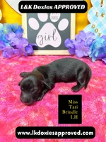 Miss Tati, a female Miniature Dachshund for sale in Arapahoe, CO – Photo 6 of 10