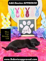 Miss Tati, a female Miniature Dachshund for sale in Arapahoe, CO – Photo 1 of 10