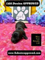 Miss Tati, a female Miniature Dachshund for sale in Arapahoe, CO – Photo 3 of 10